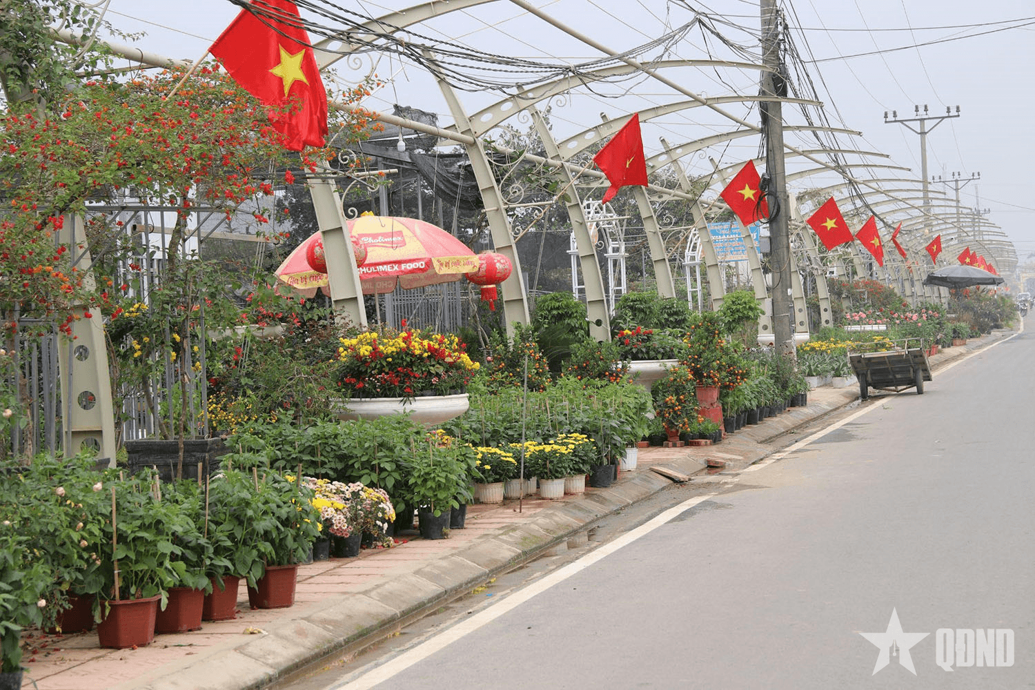 Hoa Tết đắt hàng, nông dân Tích Giang phấn khởi