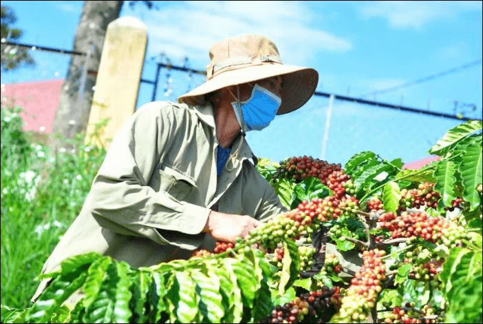 Bản tin nông sản ngày 24-1: Giá cà phê, hồ tiêu bật tăng