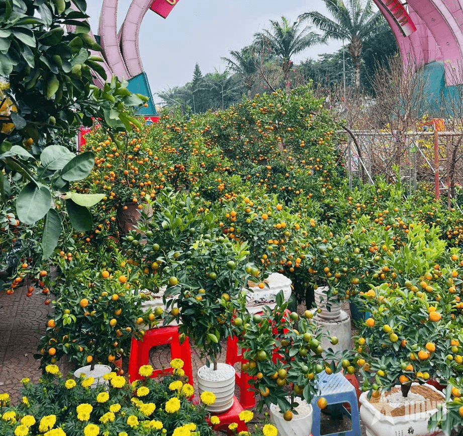 Nghệ An: Sôi động thị trường hoa, cây cảnh Tết tại TP Vinh
