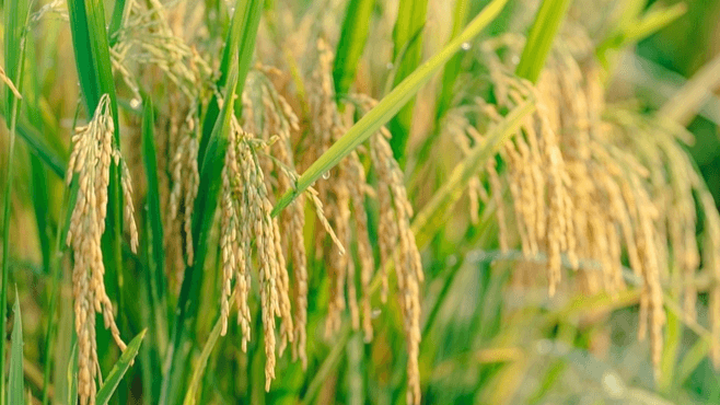 Bản tin nông sản hôm nay (26-1): Hồ tiêu biến động nhẹ