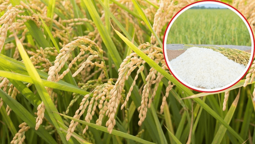 Bản tin nông sản hôm nay (27-1): Giá cà phê, hồ tiêu ổn định