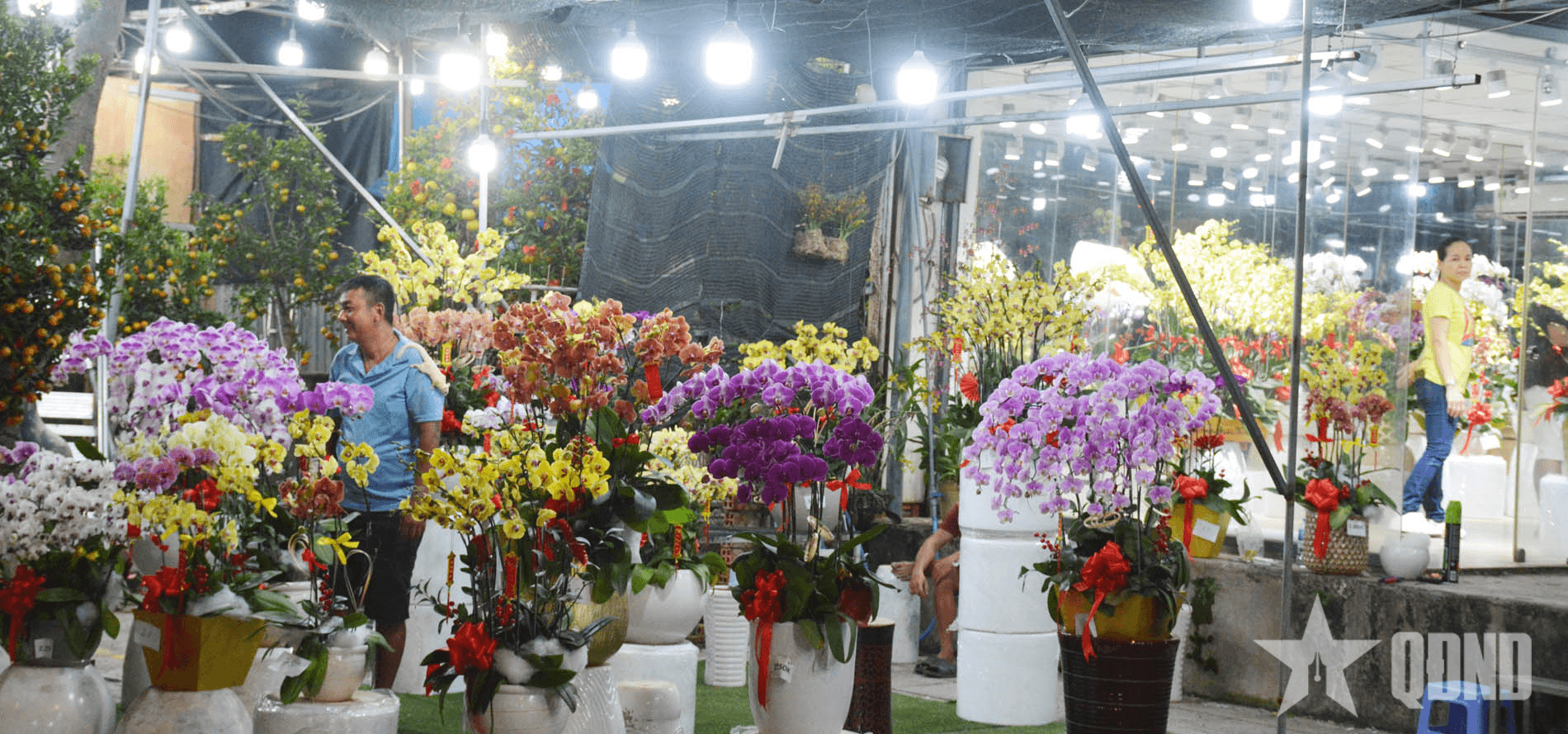 TP Hồ Chí Minh rực rỡ sắc hoa Xuân