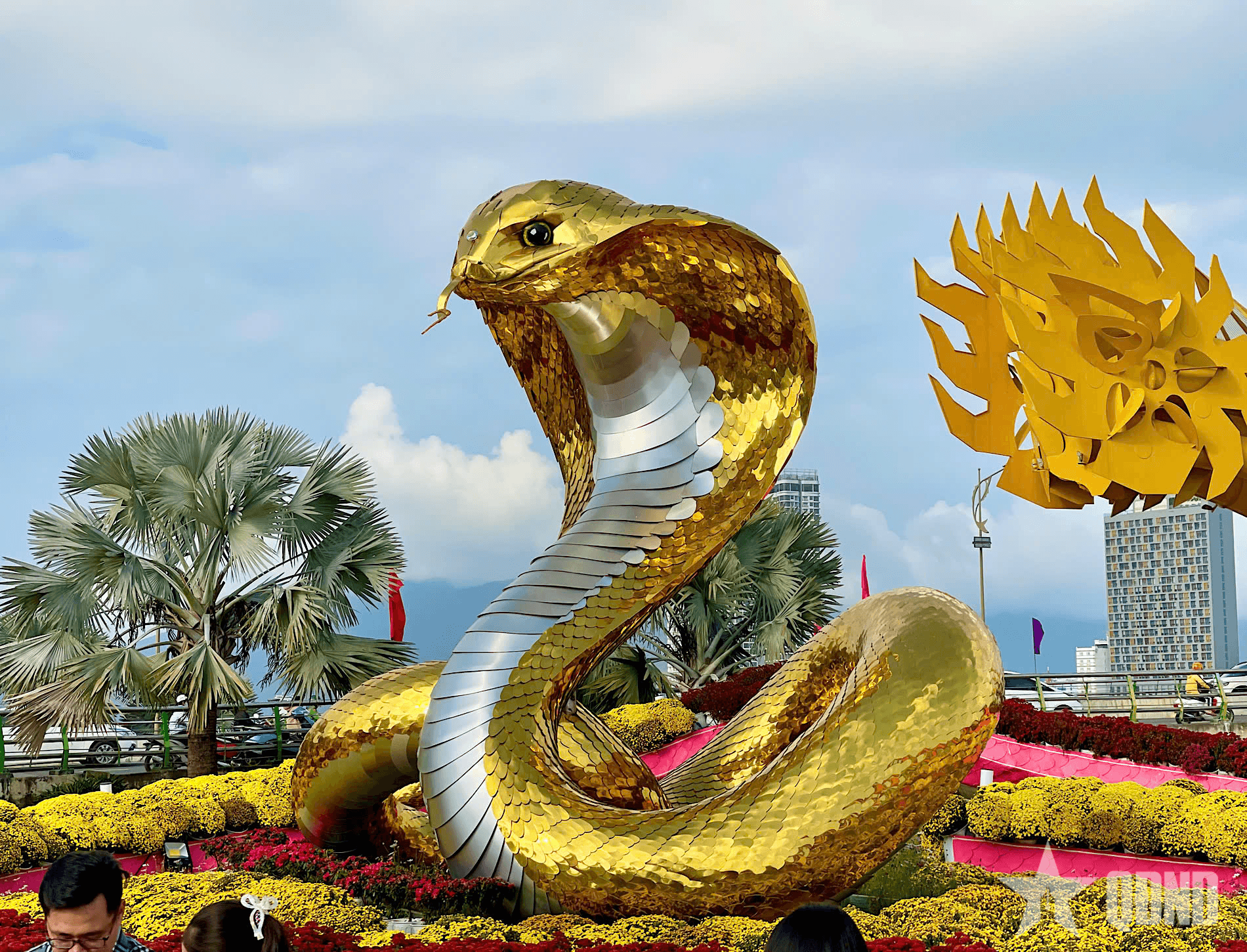 Đường hoa Đà Nẵng rộn ràng sắc xuân