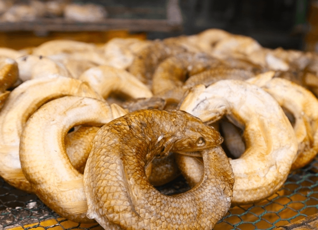Mẹ ơi, cá thửng kho chưa?