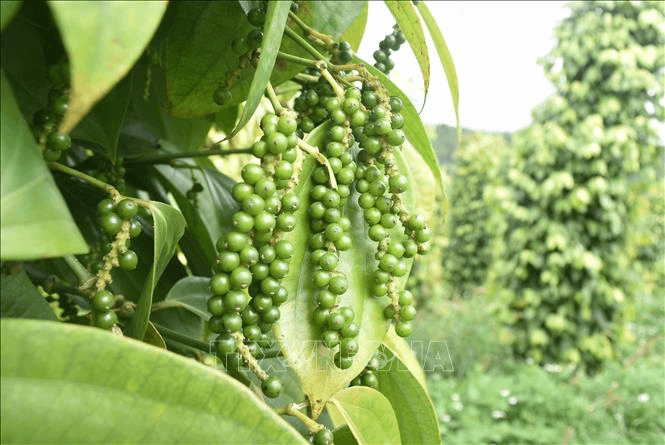 Bản tin nông sản hôm nay (1-3): Giá hồ tiêu và cà phê đồng loạt giảm