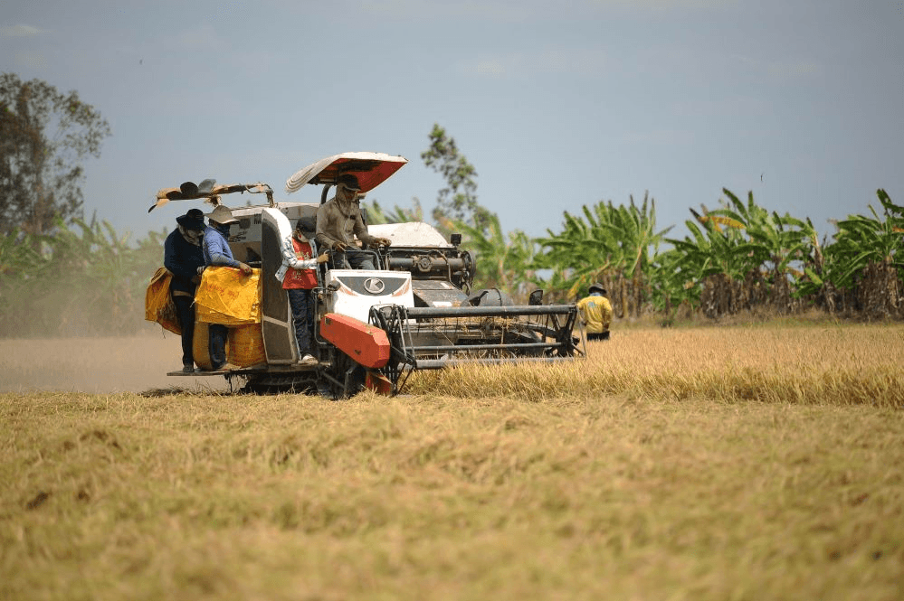 Ứng phó với biến động của thị trường lúa gạo