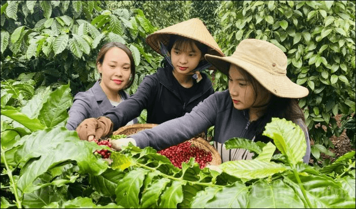 Bản tin nông sản hôm nay (23-3): Giá cà phê tăng nhẹ, hồ tiêu ổn định ở mức cao