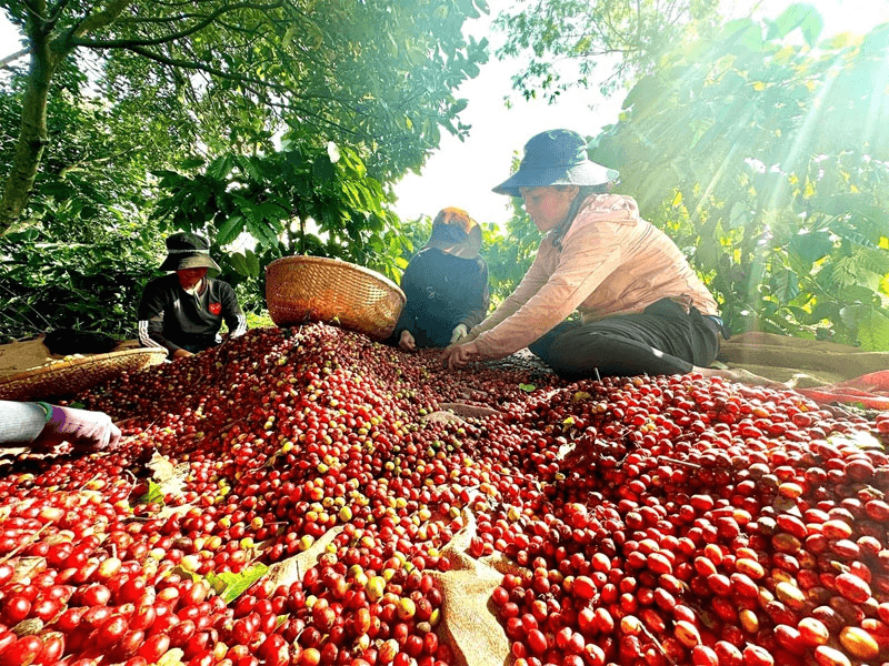 Bản tin nông sản hôm nay (30-3): Cà phê giảm nhẹ