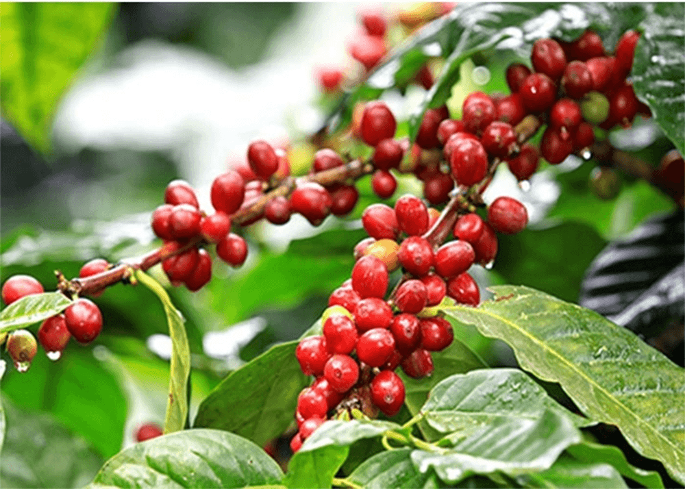 Bản tin nông sản hôm nay (4-4): Giá cà phê, hồ tiêu duy trì ổn định