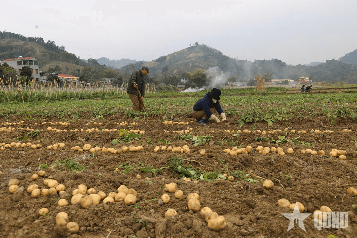 Tạo sinh kế giúp nông dân thoát nghèo bền vững