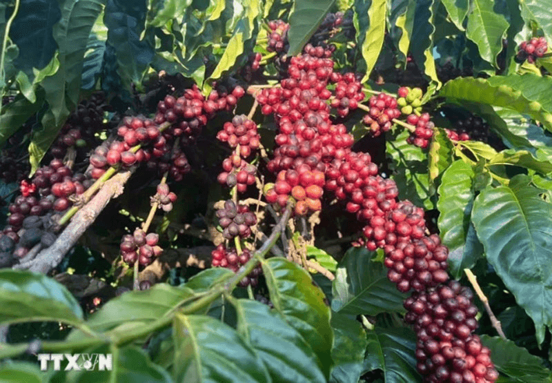 Bản tin nông sản hôm nay (15-4): Hồ tiêu, cà phê ổn định