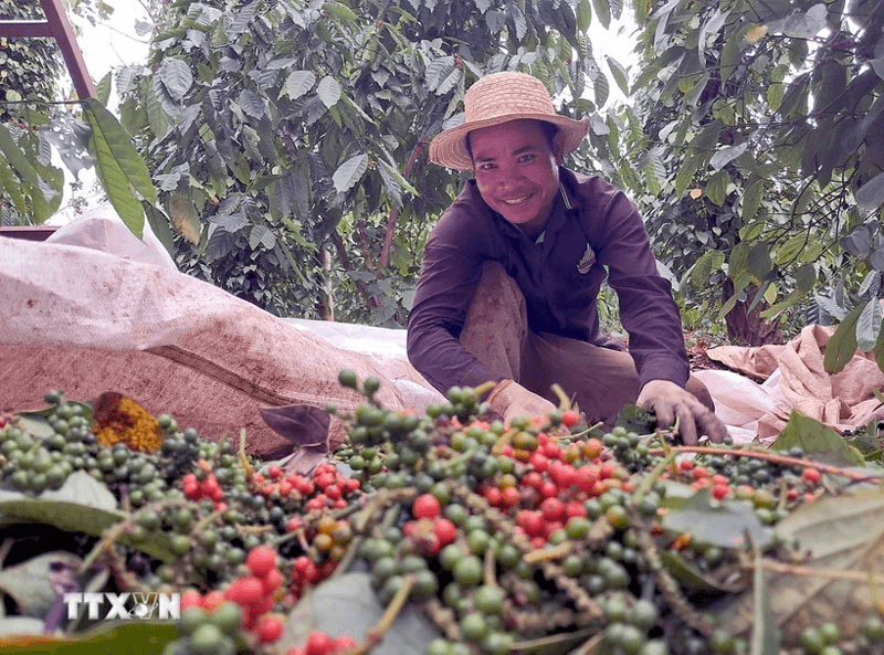 Bản tin nông sản hôm nay (23-4): Cà phê và hồ tiêu trong nước giảm nhẹ