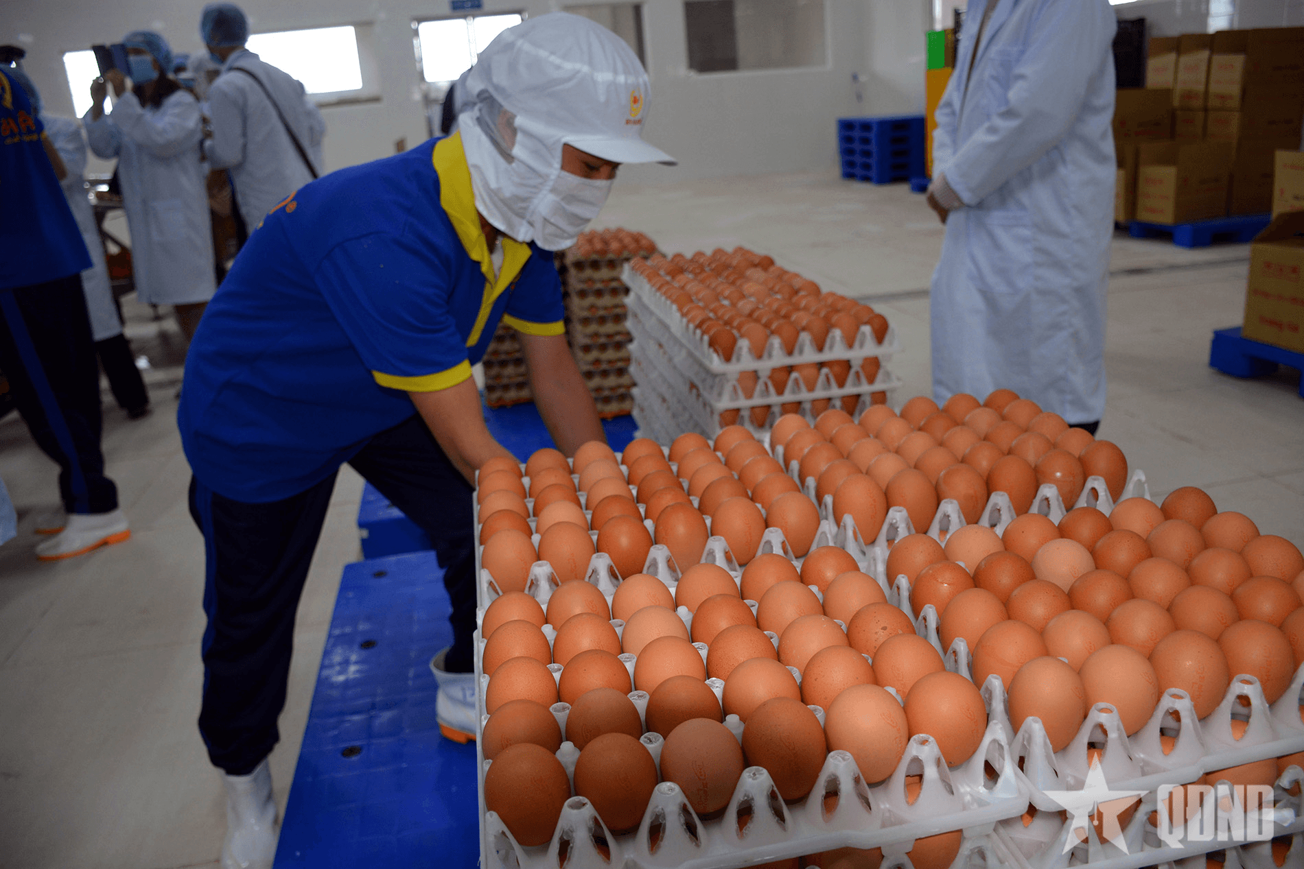 Thông tin trứng gà giả là bịa đặt