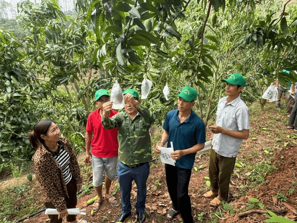 Nông dân Yên Châu nâng tầm trái xoài xuất khẩu