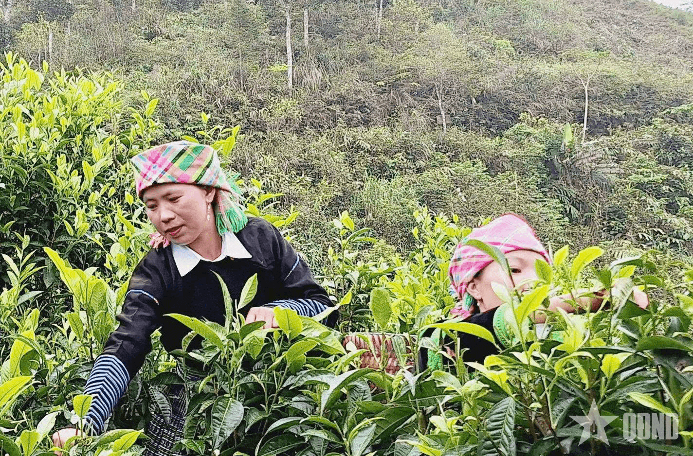 Đảng trong lòng người Mông nơi gập ghềnh đá núi - Bài 3: Vững vàng trước khó khăn, hướng về tương lai tươi sáng (tiếp theo và hết)