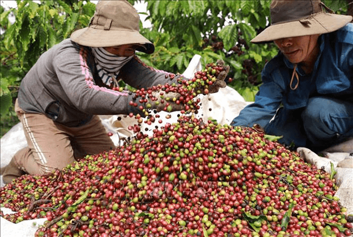 Bản tin nông sản hôm nay (2-6): Giá cà phê và hồ tiêu đi ngang, gạo giao dịch chậm