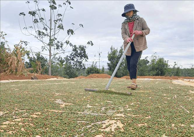 Bản tin nông sản hôm nay (5-6): Giá hồ tiêu ổn định, giá cà phê giảm