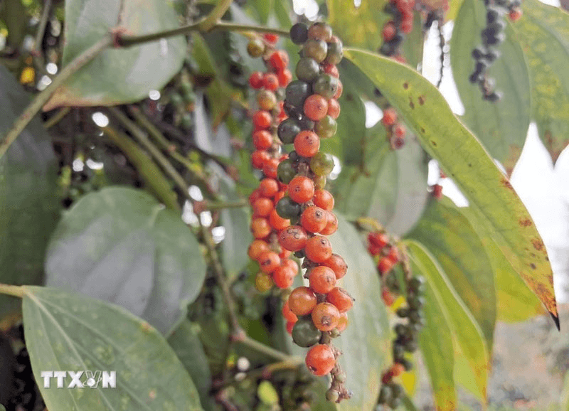 Bản tin nông sản hôm nay (18-6): Giá hồ tiêu giảm mạnh