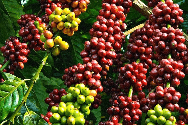 Bản tin nông sản hôm nay (1-7): Giá hồ tiêu tăng mạnh