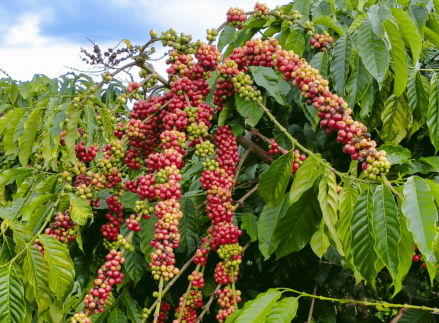 Phát động Cuộc thi “Giải pháp đổi mới sáng tạo thích ứng với biến đổi khí hậu cho ngành cà phê”