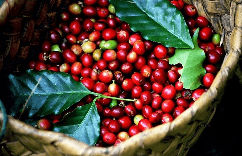 Bản tin nông sản hôm nay (6-7): Giá cà phê tăng nhẹ