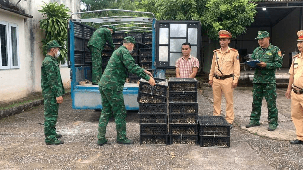 Tỷ lệ tiêm phòng đạt thấp - nguy cơ dịch bùng phát trên đàn vật nuôi