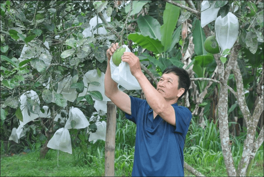 Cựu chiến binh làm kinh tế giỏi