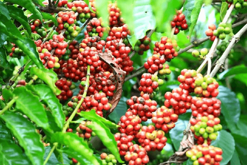 Bản tin nông sản hôm nay (27-7): Giá cà phê quay đầu giảm, giá hồ tiêu ổn định