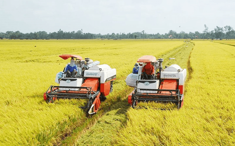 Bản tin nông sản hôm nay (28-7): Cà phê nội địa mức giá cao; giá gạo đi ngang