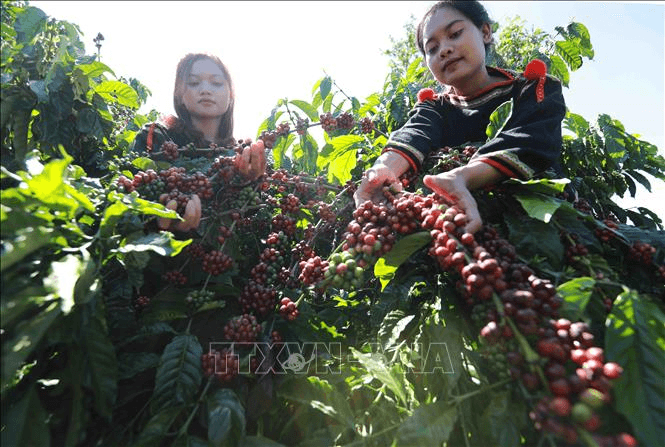 Bản tin nông sản hôm nay (31-7): Giá cà phê tăng nhẹ