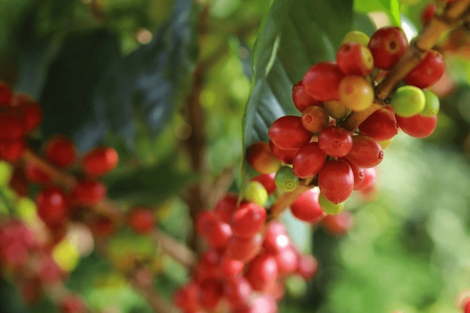 Bản tin nông sản hôm nay (6-8): Giá cà phê tăng mạnh, vượt mức 100.000 đồng/kg