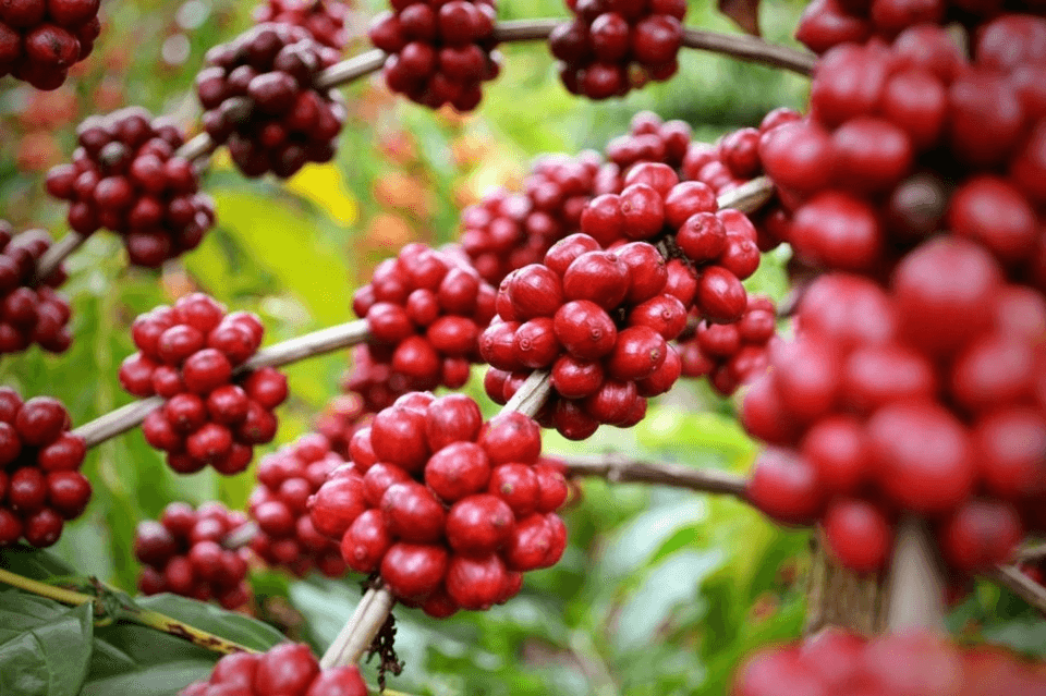 Bản tin nông sản hôm nay (7-8): Giá cà phê tiếp tục tăng, vượt 100.000 đồng/kg