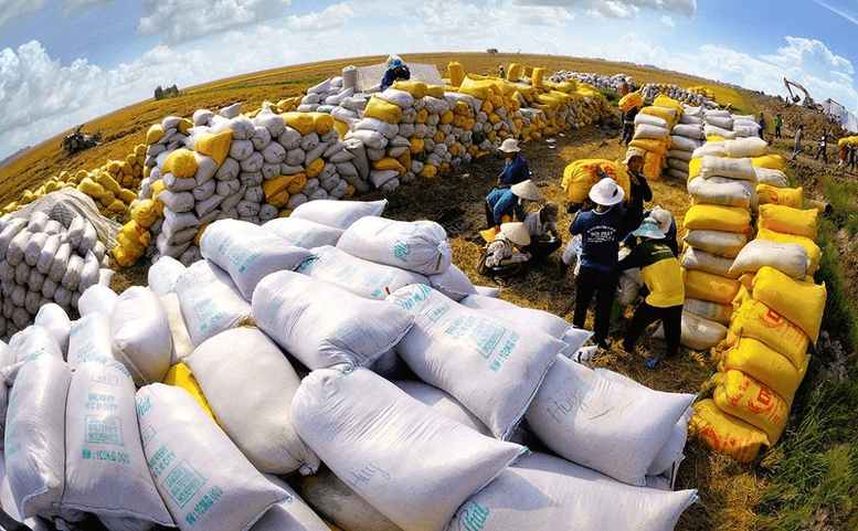 Một số thị trường tạm ngừng nhập khẩu gạo, Việt Nam chủ động ứng phó