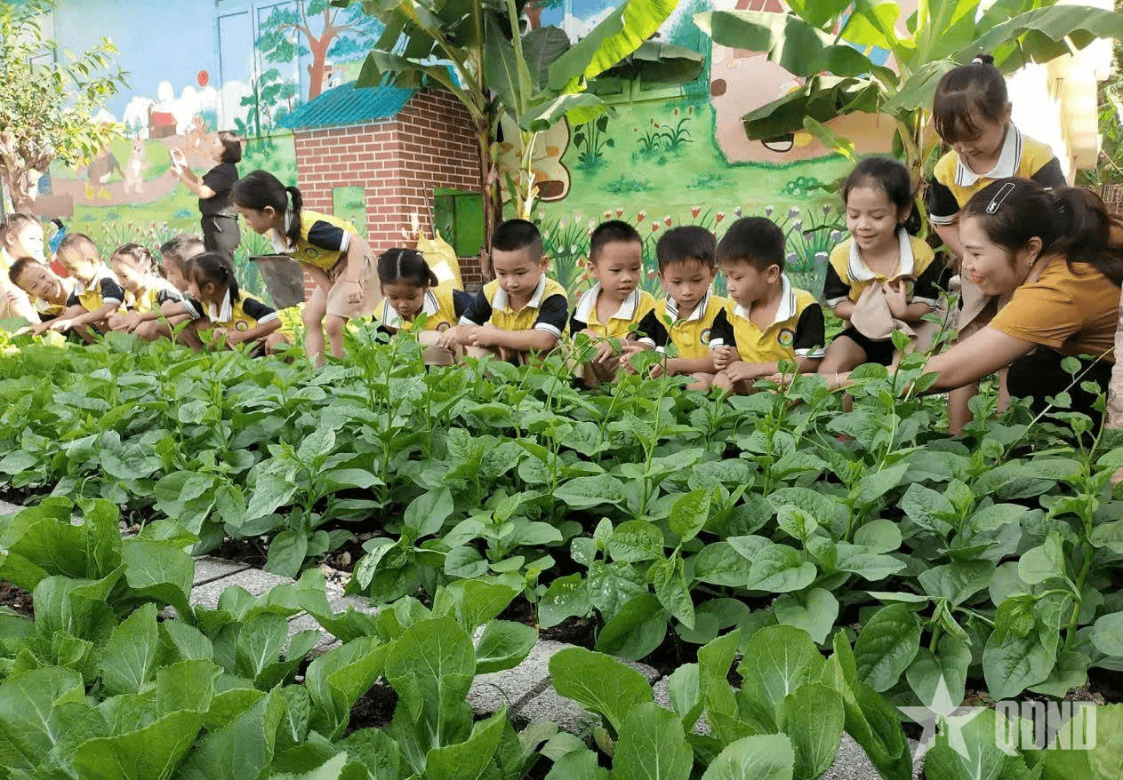 Nghệ An: Giáo viên trường mầm non trồng rau xanh phục vụ bữa ăn cho trẻ