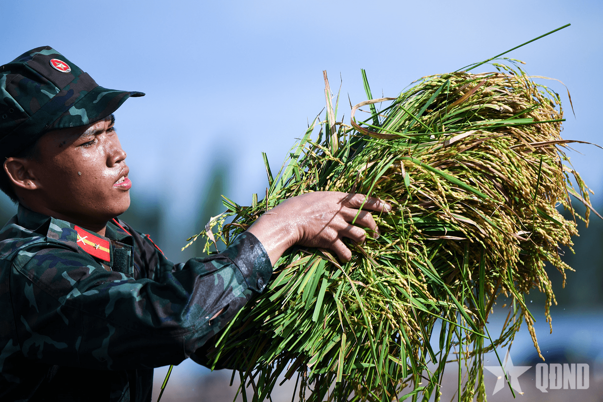 Bộ đội Tây Ninh giúp dân giữ mùa vàng trong lũ