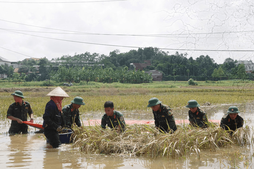 Lính trẻ xuống đồng cứu lúa