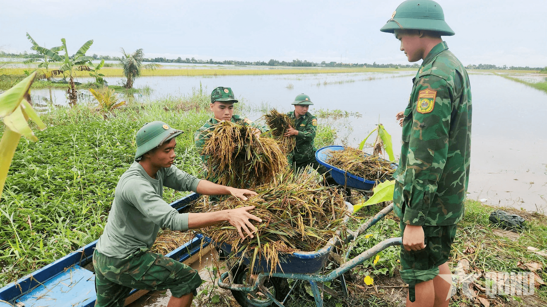 Đồn Biên phòng Long Khốt giúp dân thu hoạch lúa trong mùa lũ