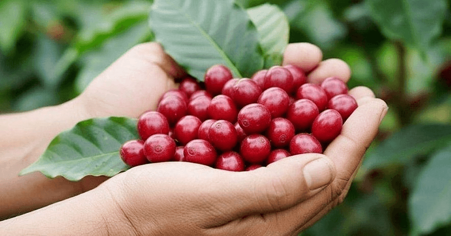 Bản tin nông sản hôm nay (16-11): Giá cà phê giảm sâu
