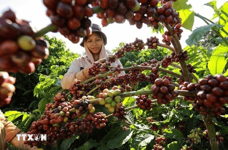 Bản tin nông sản hôm nay (17-11): Giá cà phê và hồ tiêu giảm