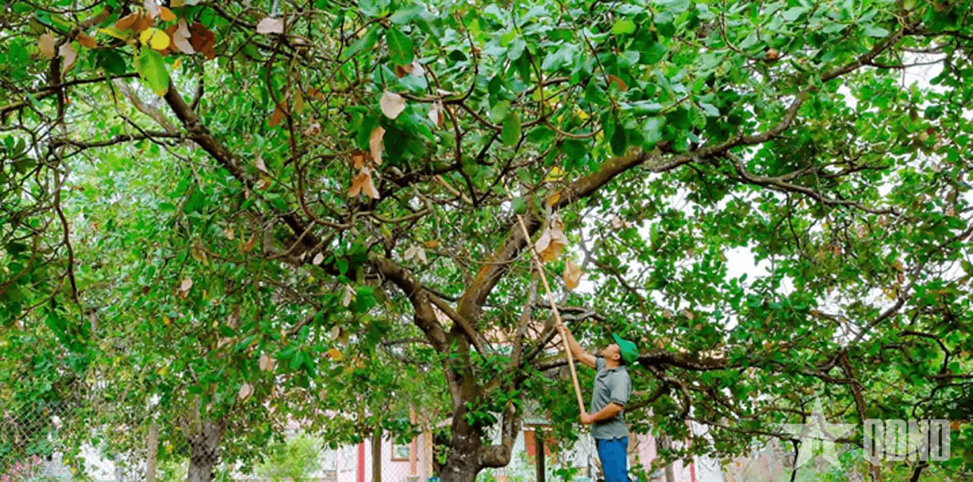 Đồng Nai khơi dậy sức bật mới cho cây điều