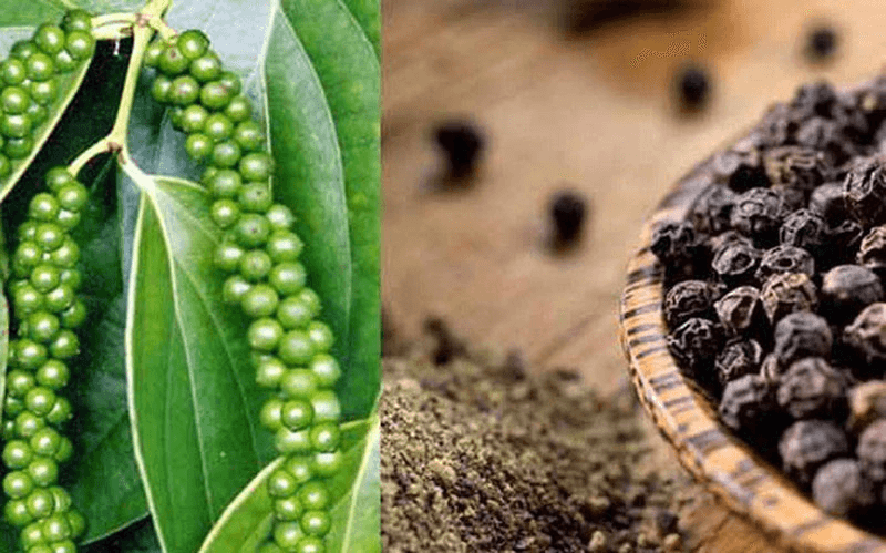 Bản tin nông sản hôm nay (24-11): Giá hồ tiêu và cà phê giữ xu hướng ổn định