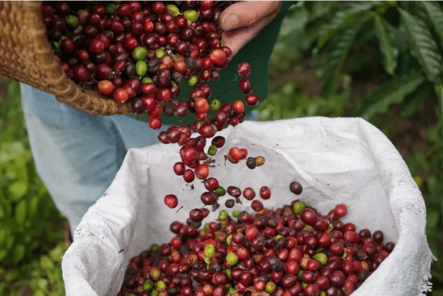 Bản tin nông sản hôm nay (8-12): Giá hồ tiêu tăng nhẹ