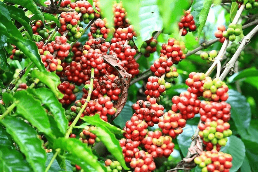 Bản tin nông sản hôm nay (9-12): Giá cà phê và hồ tiêu đồng loạt tăng