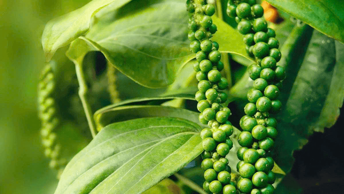 Bản tin nông sản hôm nay (16-12): Giá hồ tiêu giảm nhẹ