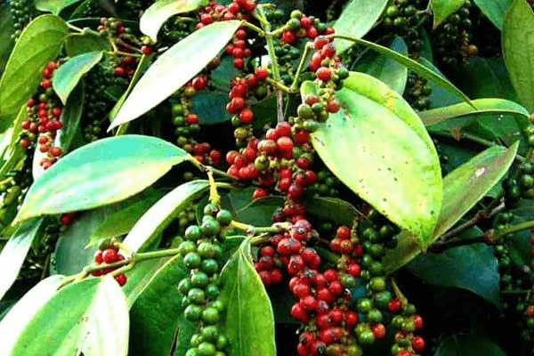 Bản tin nông sản hôm nay (22-12): Giá cà phê, hồ tiêu giảm mạnh
