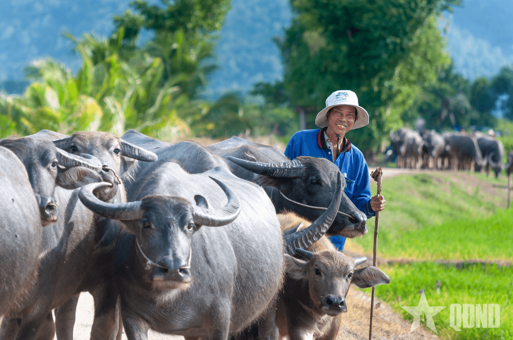 Theo bước len trâu