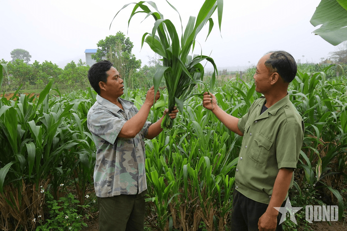 Gương sáng cựu chiến binh Hồ Văn Dịa