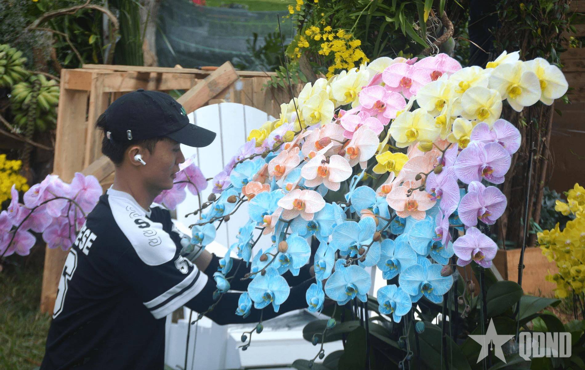 Đà Lạt sẽ cung cung cấp 4 triệu cây hoa lan hồ điệp trong dịp Tết Nguyên đán Bính Ngọ 2026