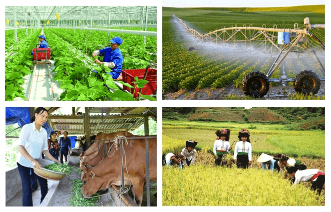 Niềm tin vững, khát vọng lớn - Bài 13:  Nông nghiệp khẳng định vai trò trụ đỡ, bứt phá, phát triển