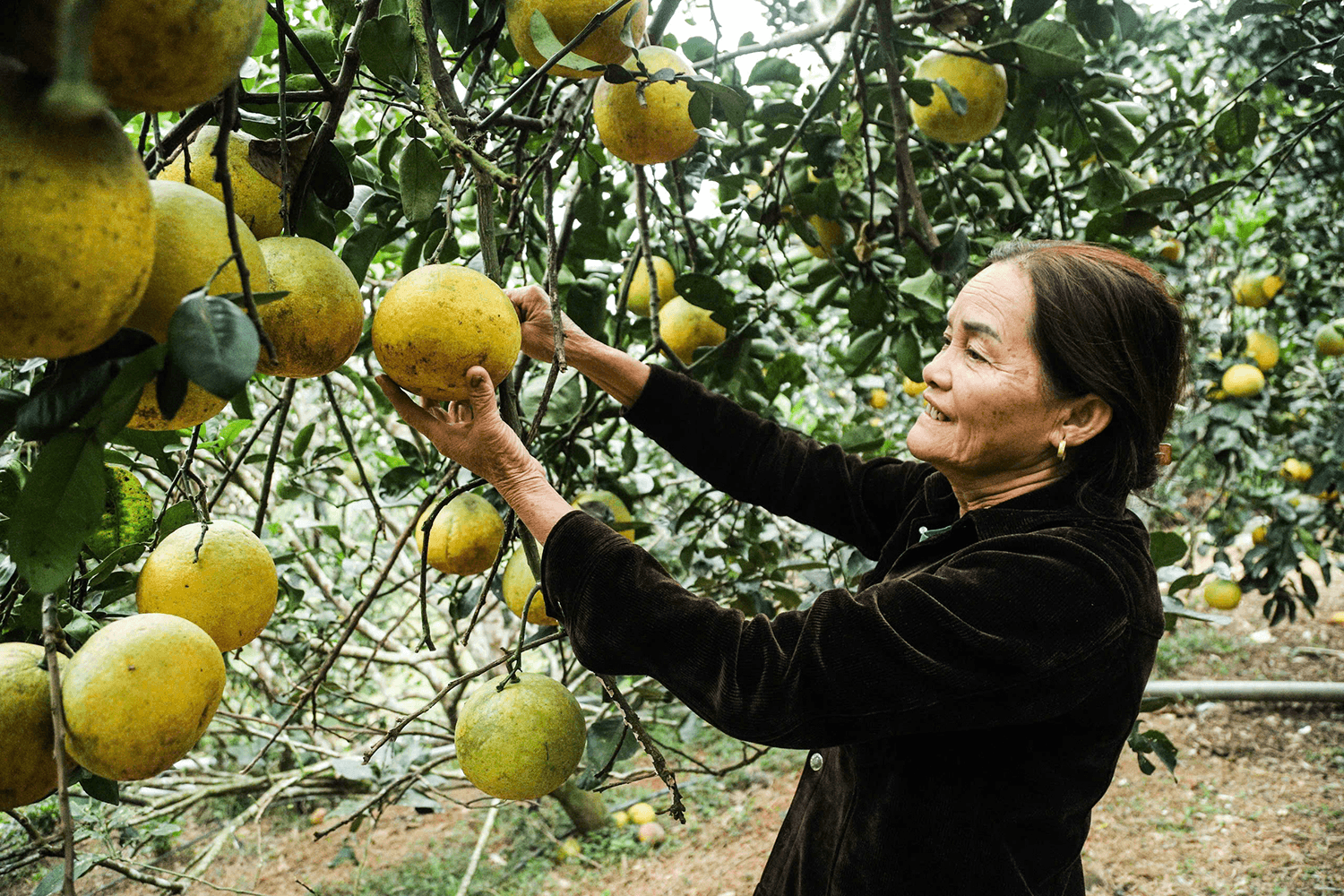 Giữ hương bưởi miền trung du Hà Tĩnh